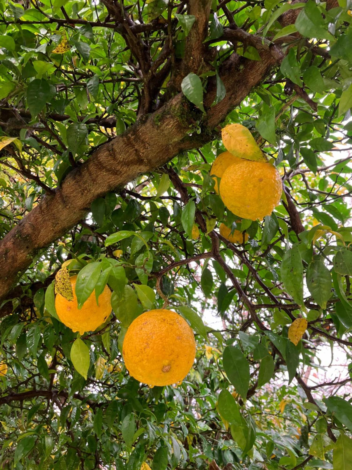 Otsu Nature Garden Akiruno Екстериор снимка